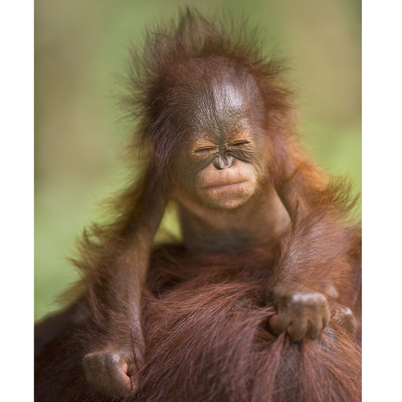 Top 10 images of orangutans for International Day of Happiness — Orangutan  Foundation