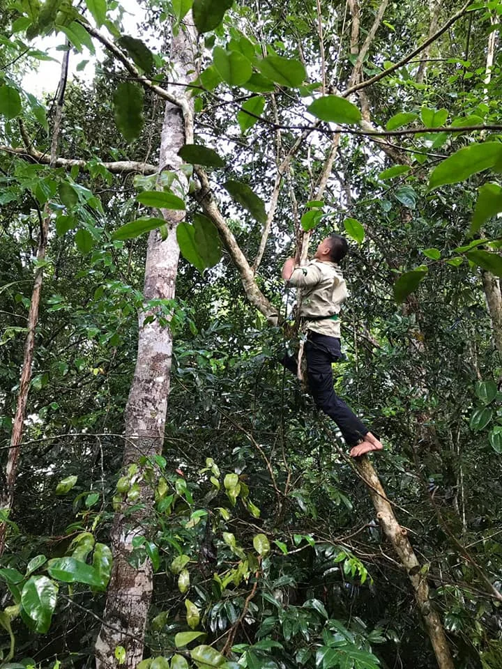 Climbing up the tree to rescue the sedated wild orangutan.