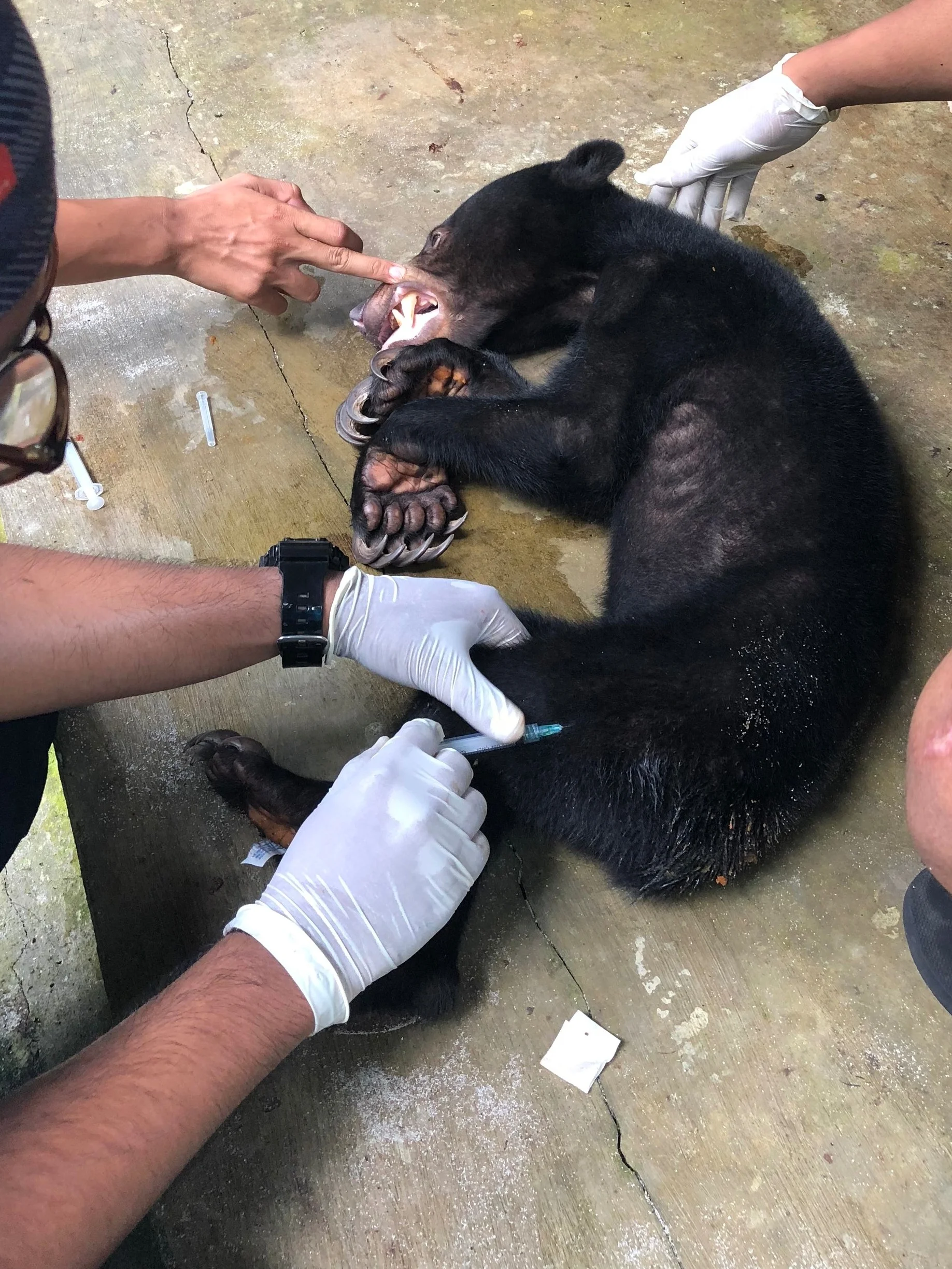 Image: Vet examining Paddington’s teeth.