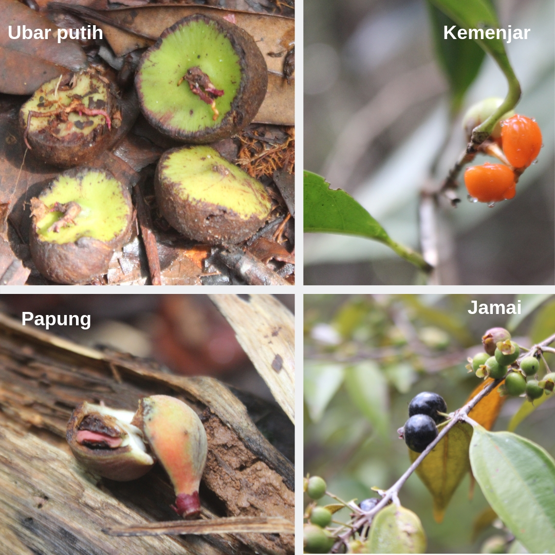 Phenology studies. In March, observations along a transect found 25 species of tree flowering and fruiting, many orangutan food trees such as papung and ubar.