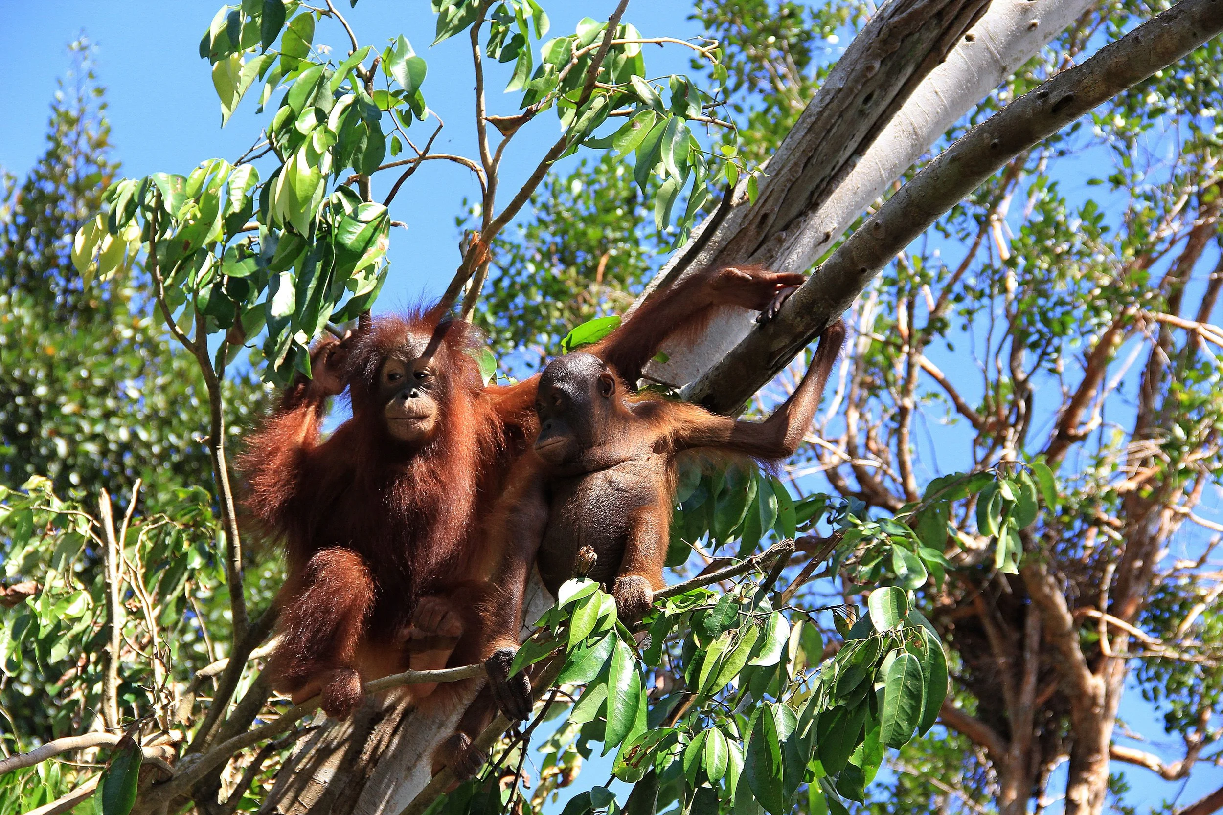 Okto (left) and Shifa (right)