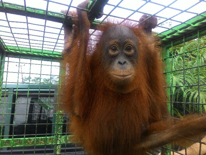 Shifa rescued in September 2016