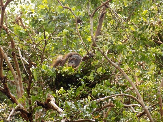 Shifa in her nest and increasingly reluctant to go back into her enclosure.
