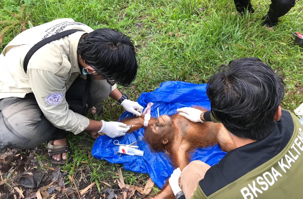 Panglima rescue by Orangutan Foundation and Wildlife Department (BKSDA) Central Kalimantan