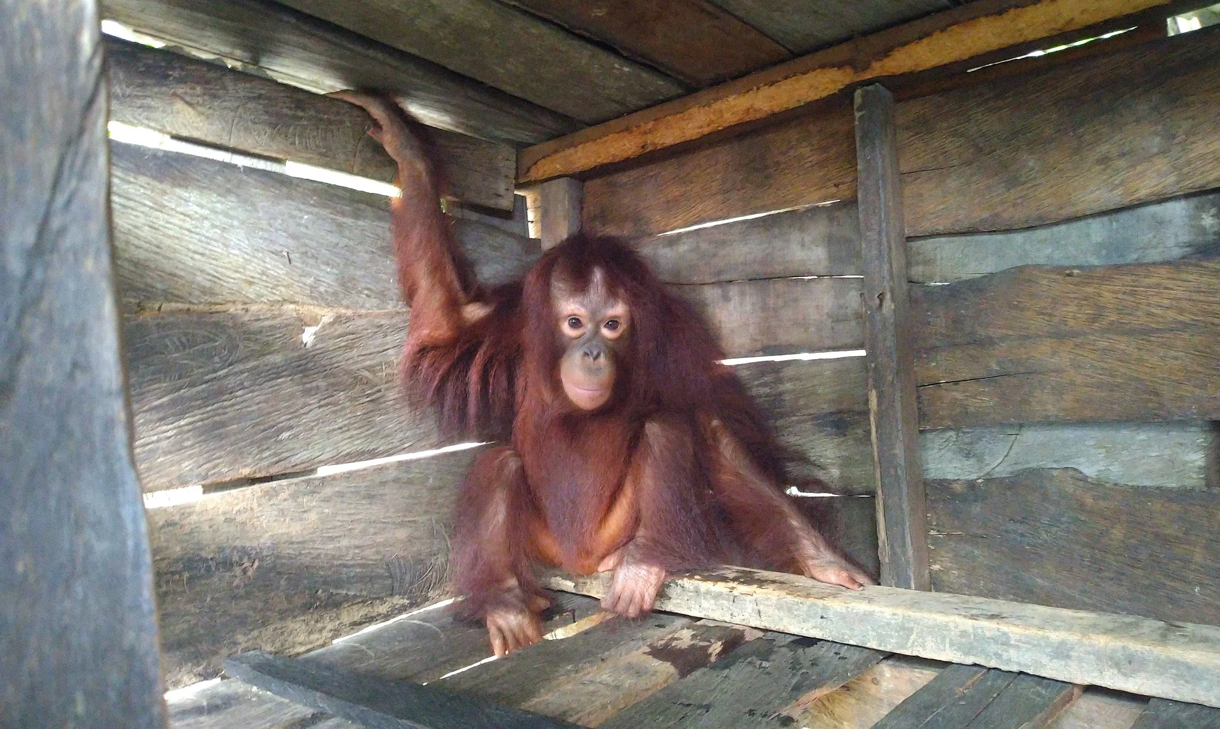 Caged for 7 years. Young orangutan kept as a pet is finally offered a lifeline