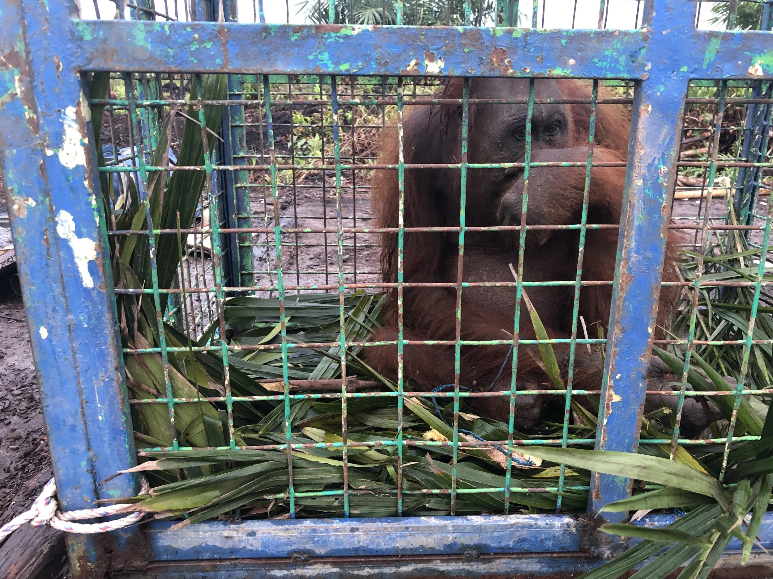 Mother and baby orangutan rescued and reunited