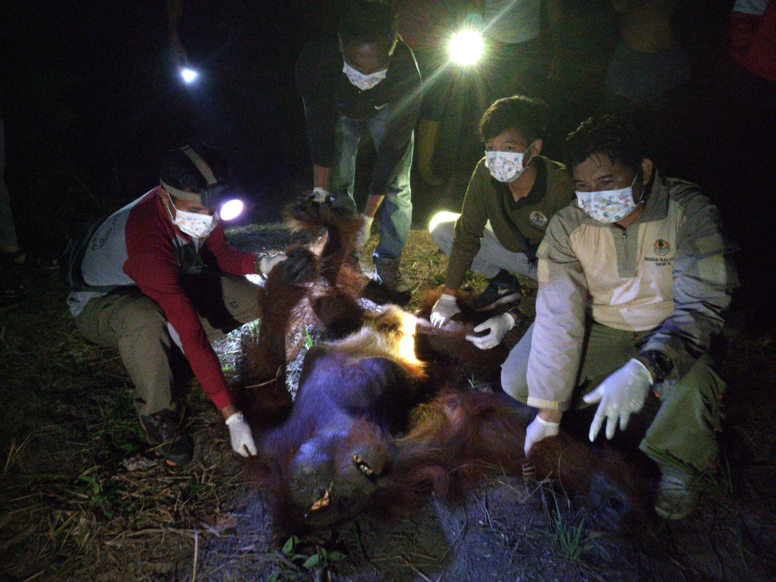 Wild orangutan rescued with severe injuries