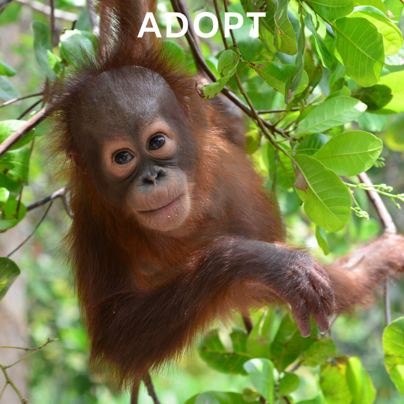 Adopting an orphaned orangutan is a great way to support their journey back to the wild, and is a unique gift.DISCOVER MORE