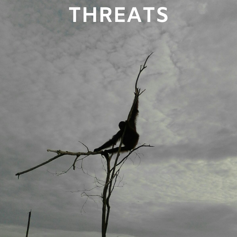 All species of orangutans are critically endangered due to the loss, degradation, and fragmentation of their forest habitat.DISCOVER MORE