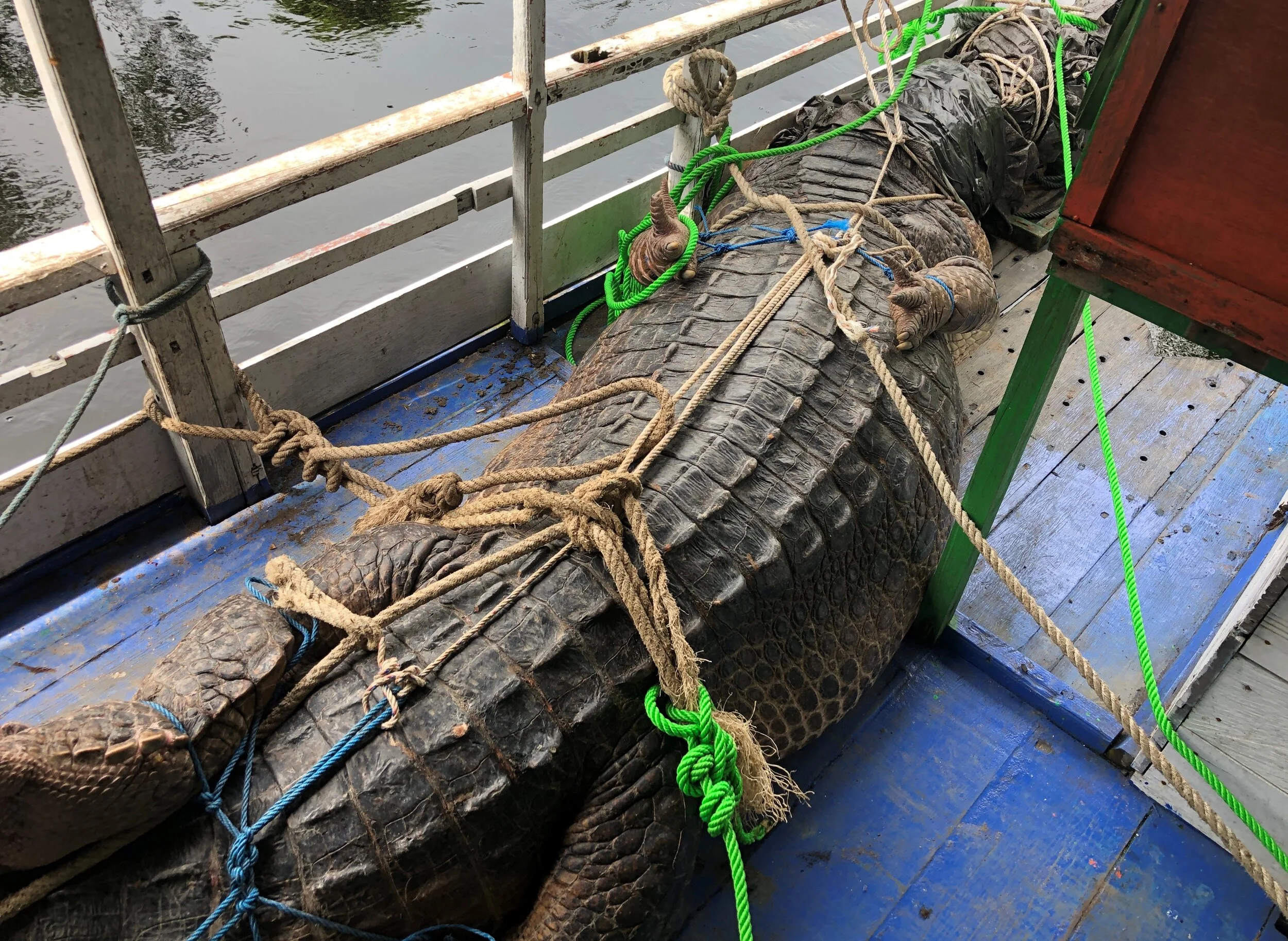 Giant Tomistoma released back into the wild