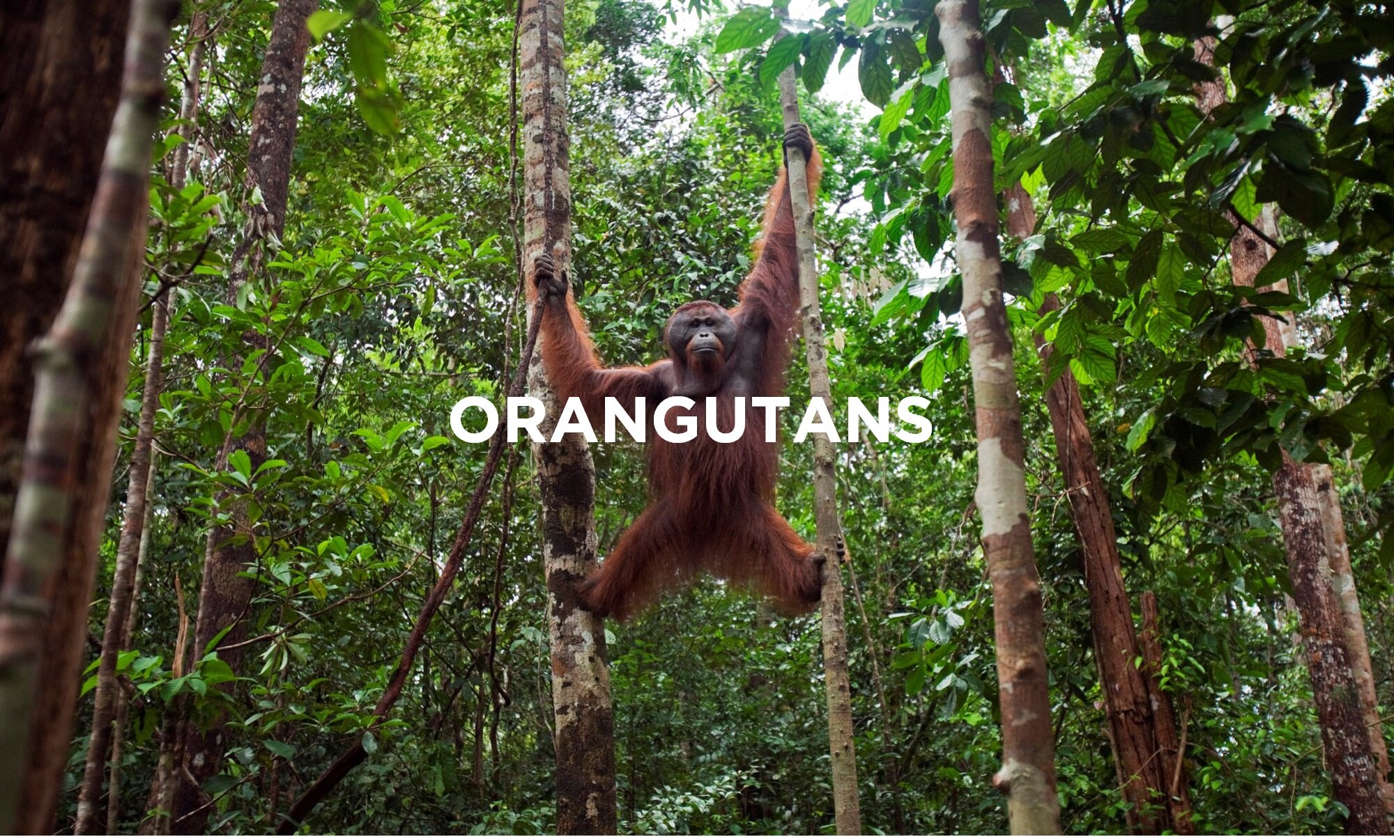 ORANGUTANS