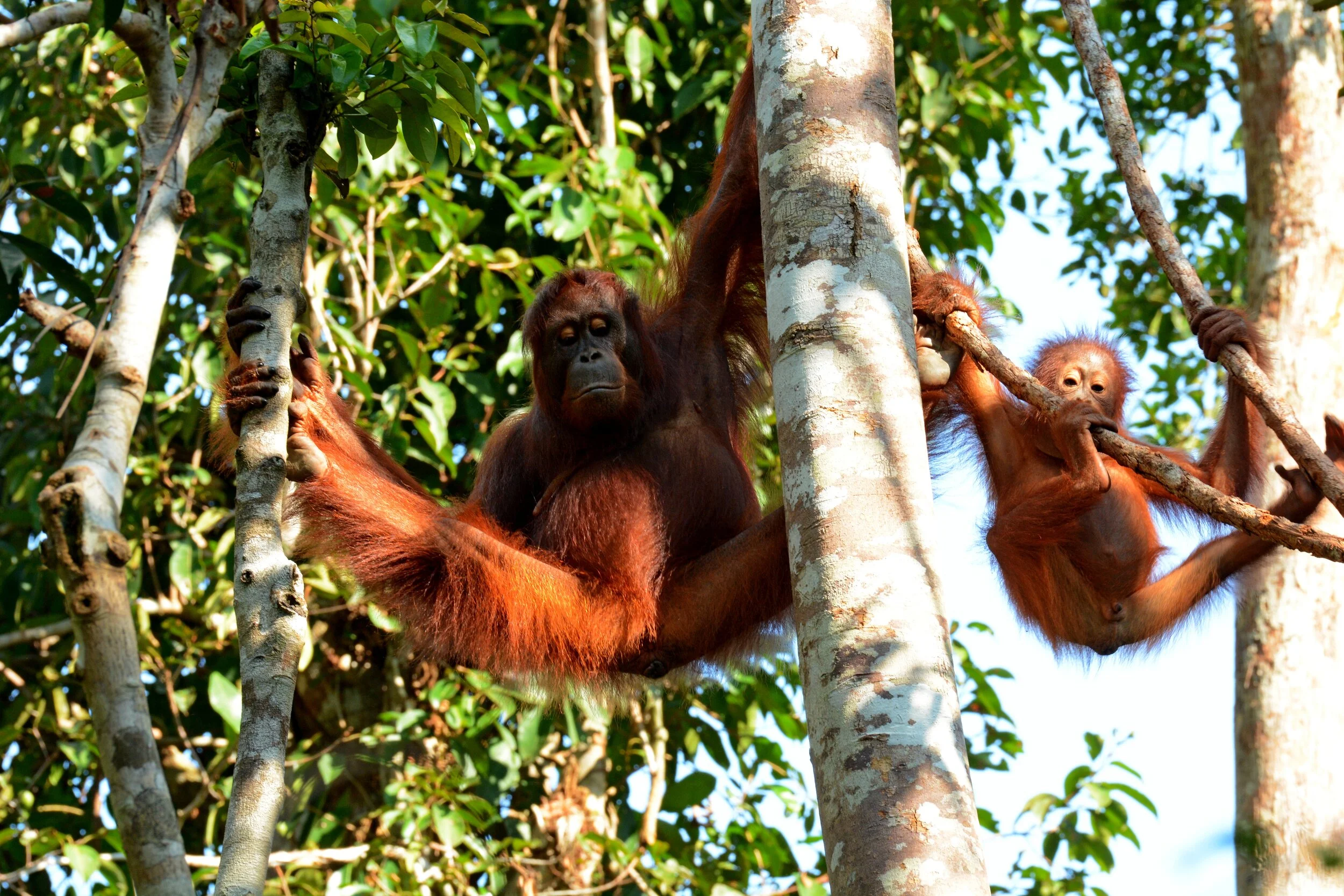 Great apes also under threat from COVID-19