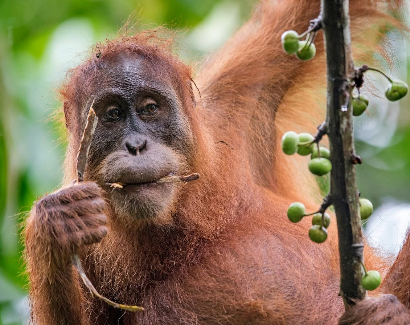 Our new partnership to protect all three species of orangutan