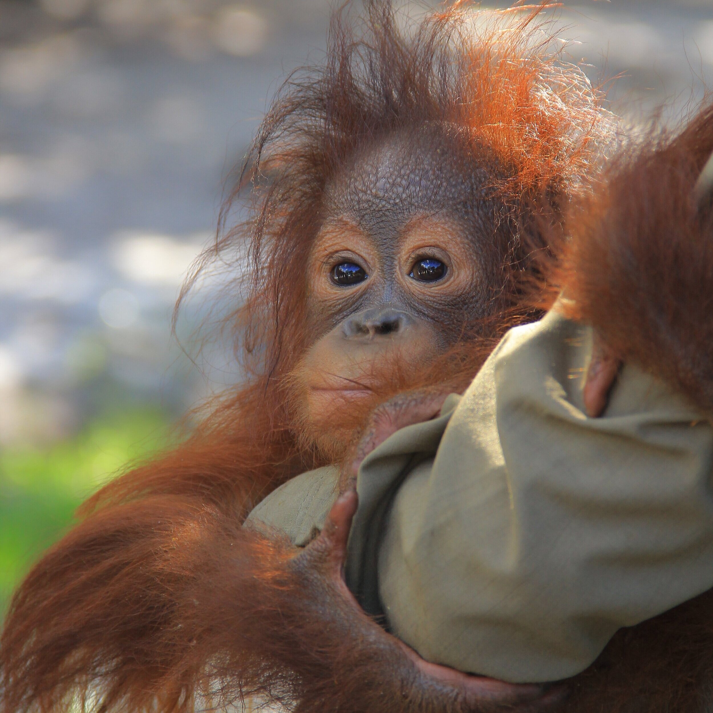 Rescued+infant+oprhaned+orangutan.jpg