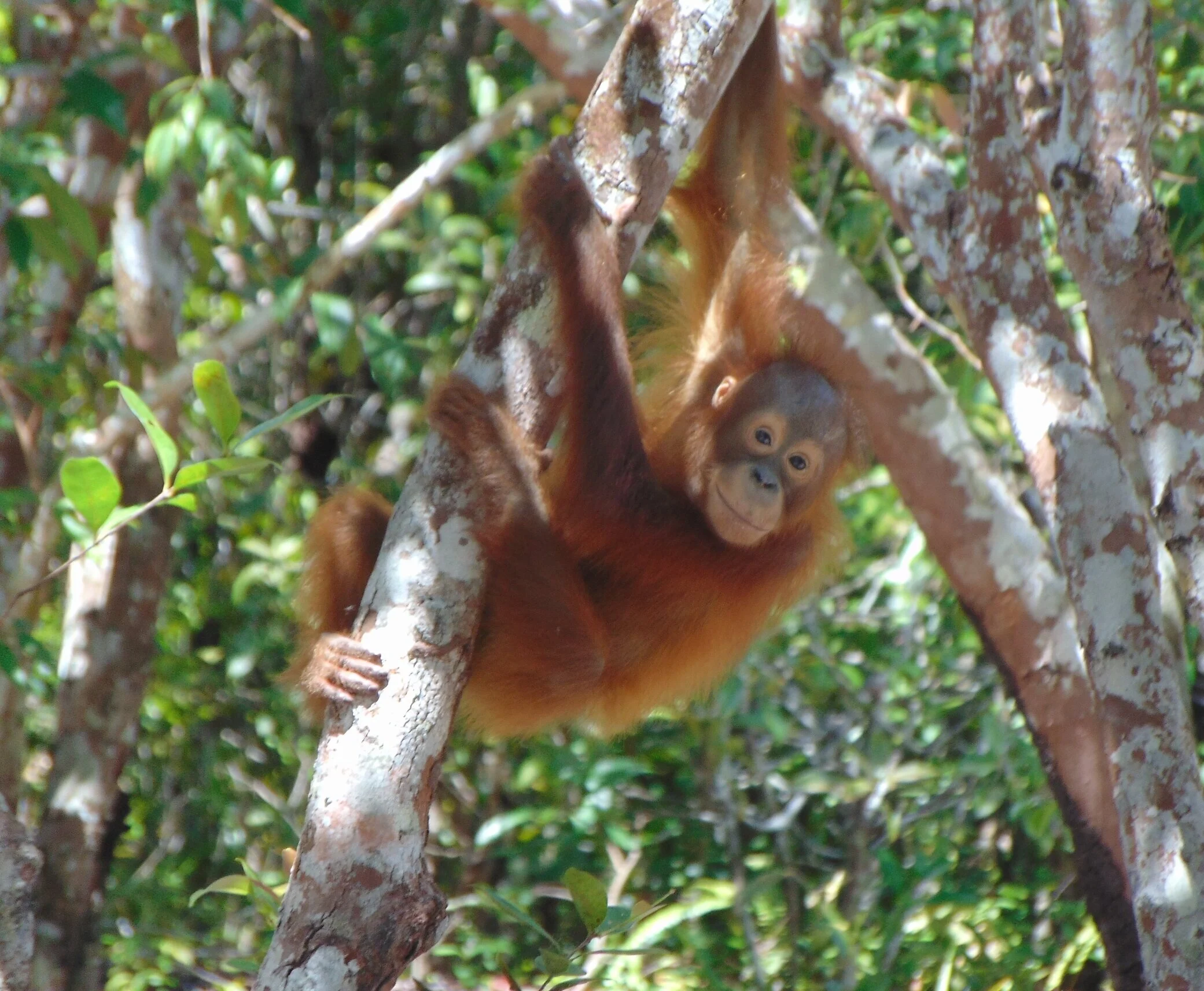 Orangutan Stories: Adib