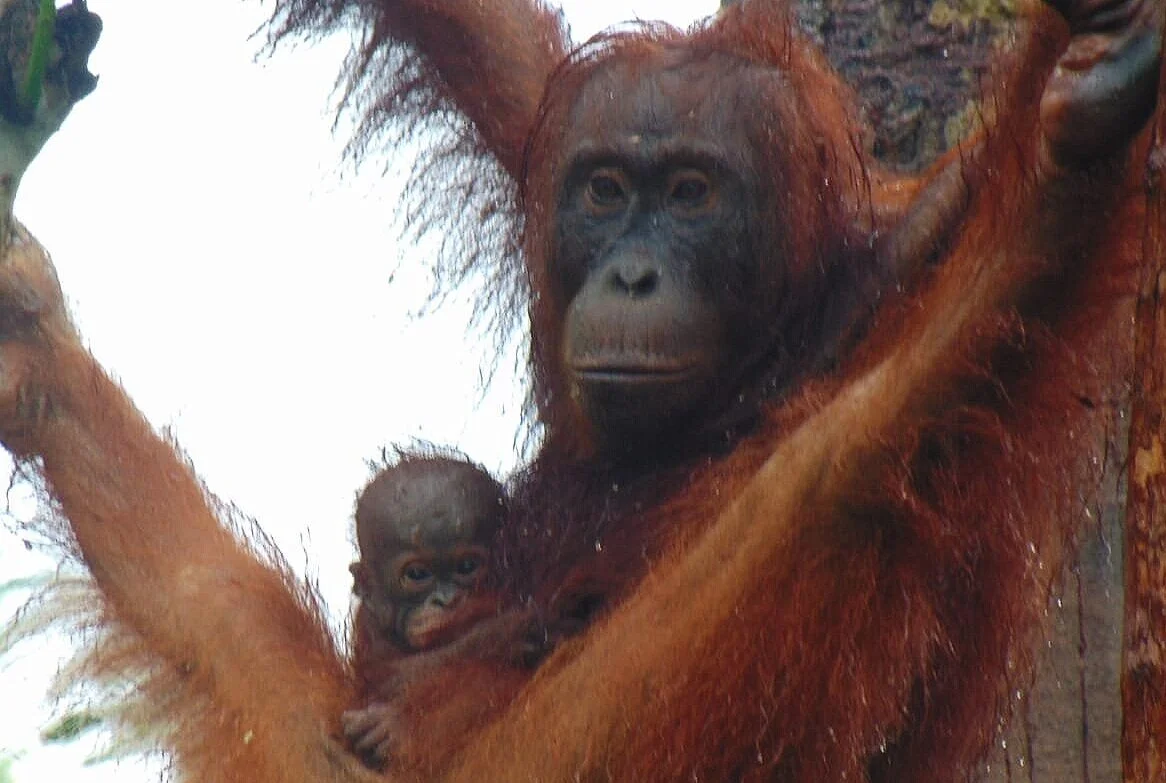 Cause for celebration! The first orangutan birth of the year