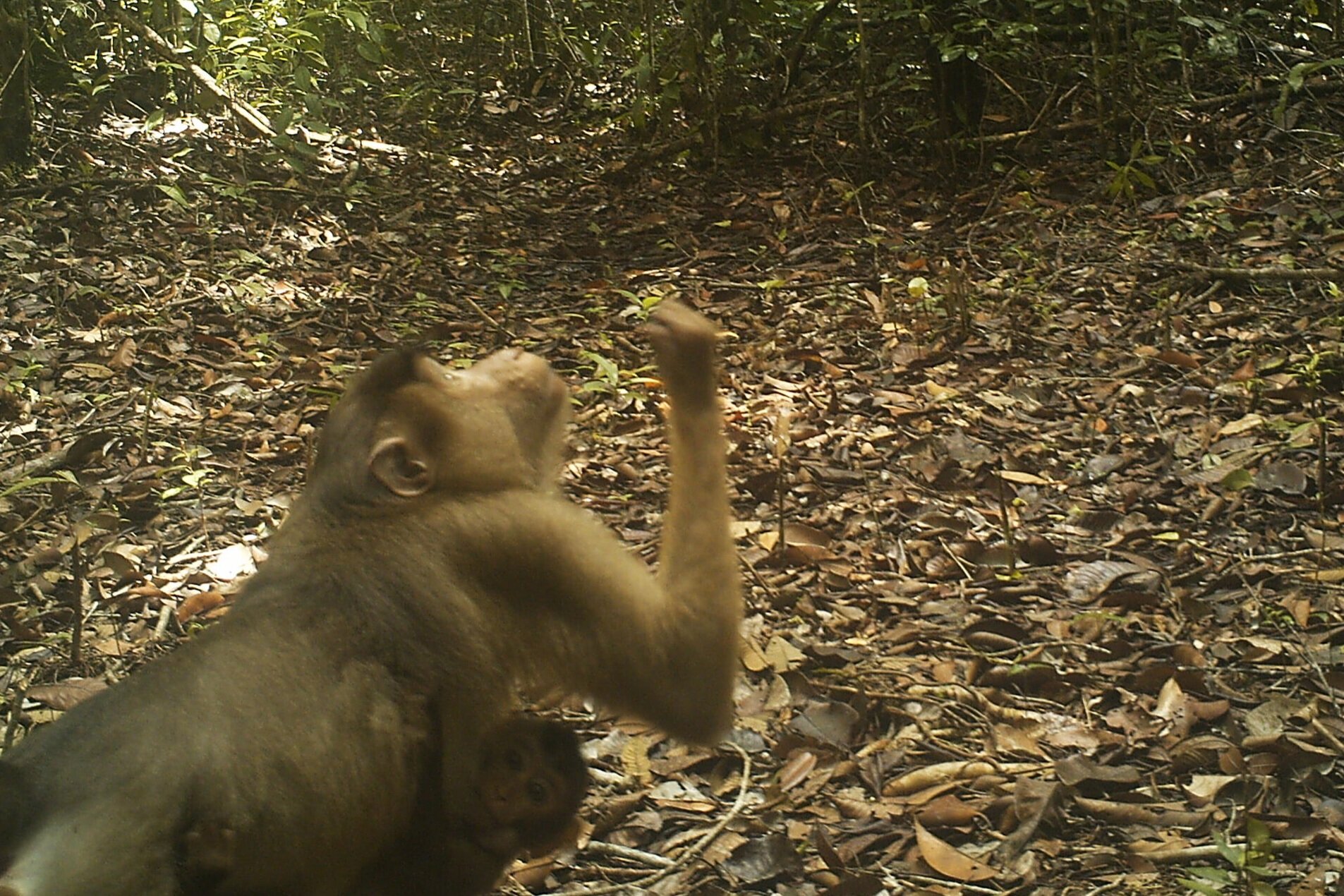 Macaque+Camera+Trap+May+2018.jpg