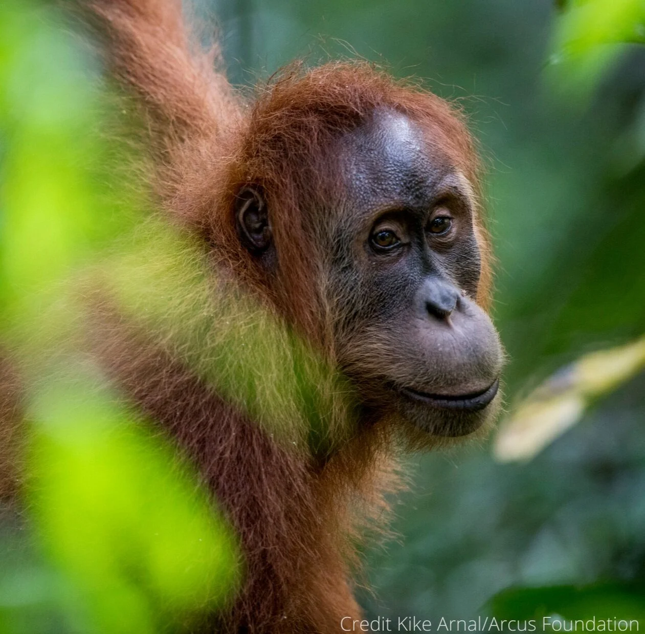 News from Sumatra - An update from our partners at SOCP