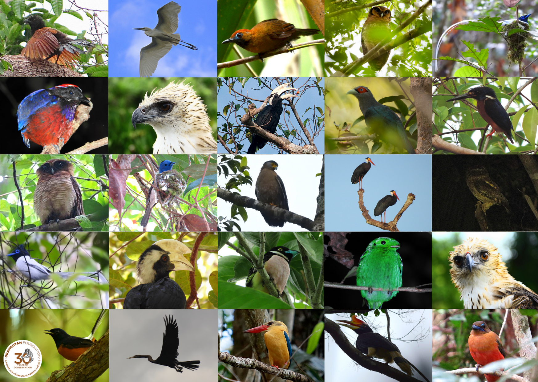 Bursting with life - Birds