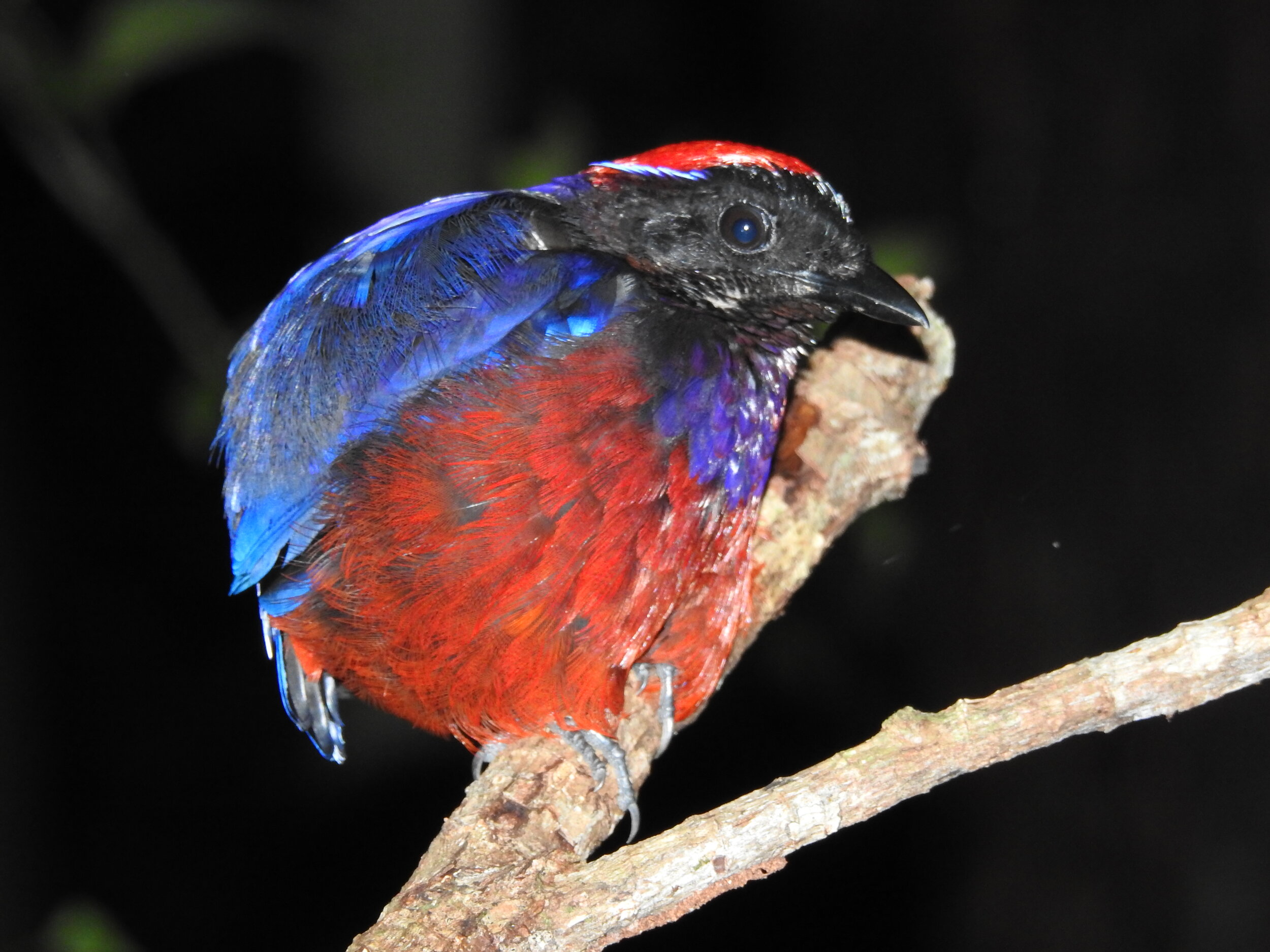 Garnet Pitta