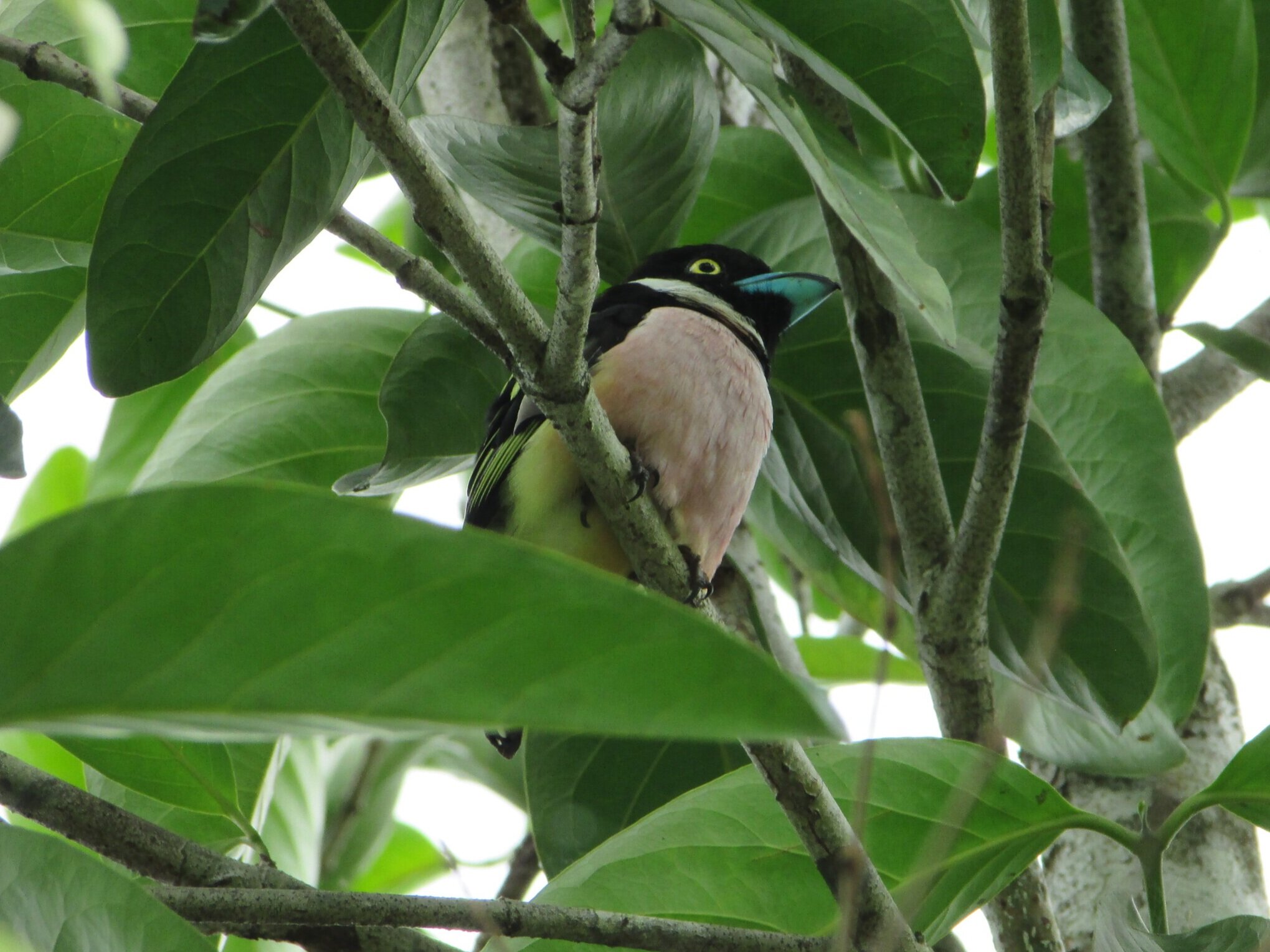 Black-and-Yellow Broadbill