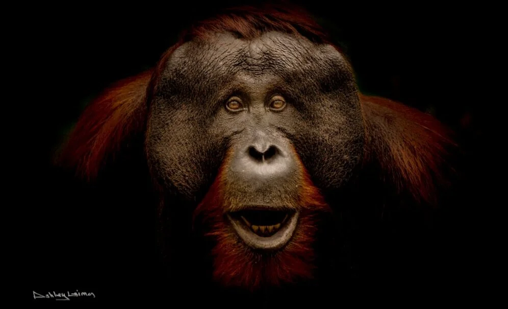 Great apes in print