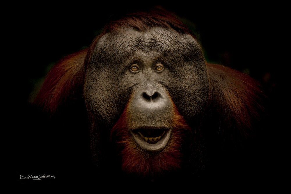Charity — Blog — Orangutan Foundation