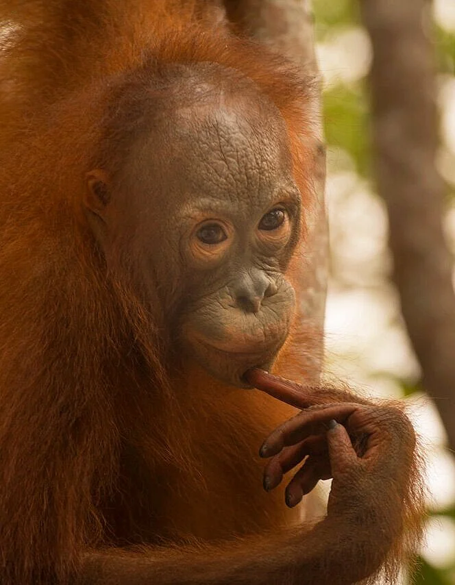 Orangutan Stories: Nyunyu