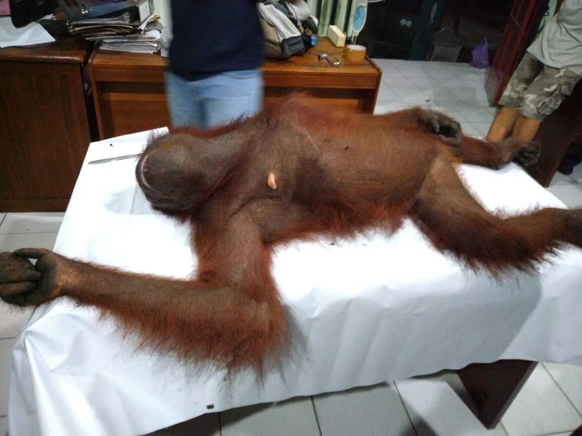 Orangutans rescued from oil palm plantation marks International Orangutan Day