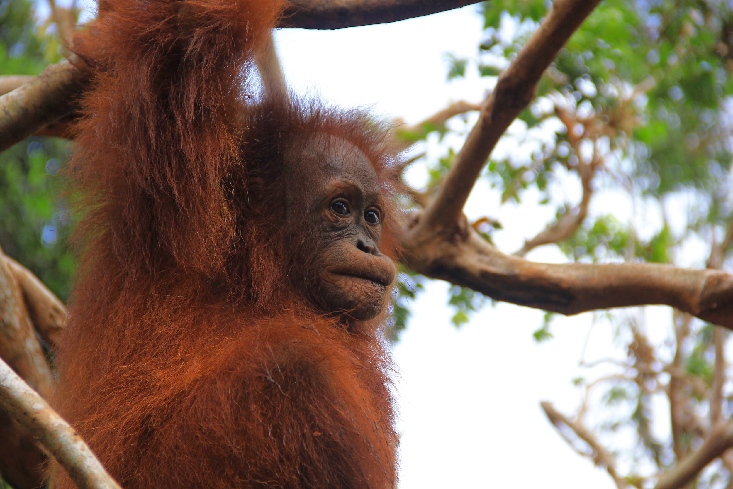  He’ll often hold a mouthful of water from the river as he climbs in the trees 