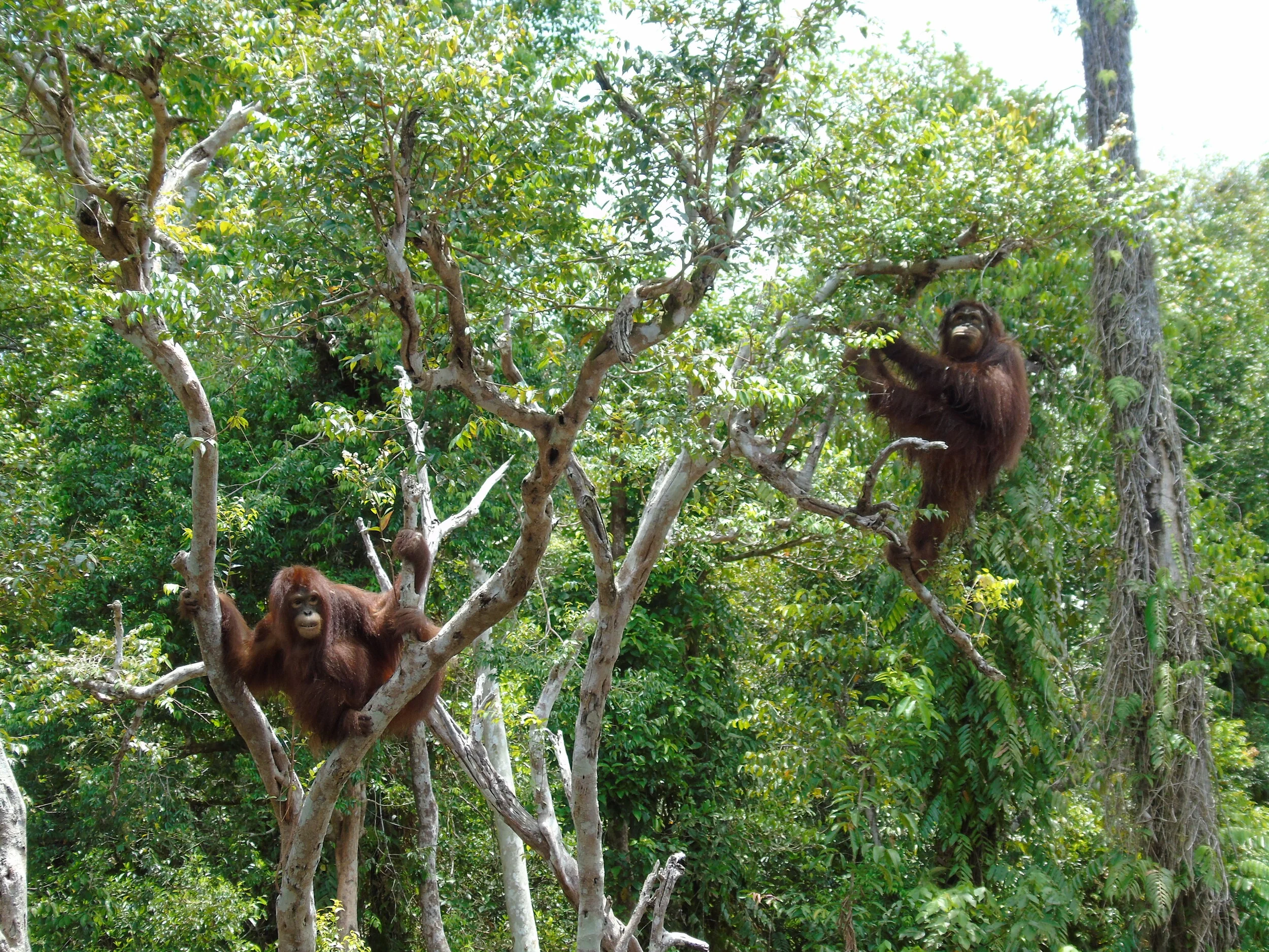 Pegi &amp; Okto graduate to the wild!