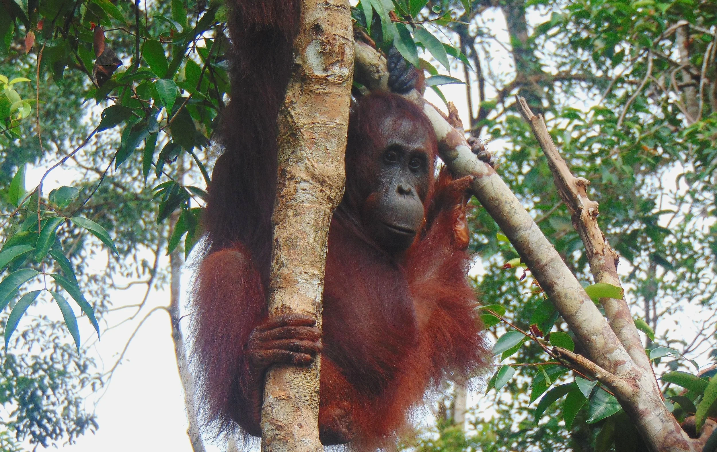 Orangutan Stories: Max &amp; Camelia