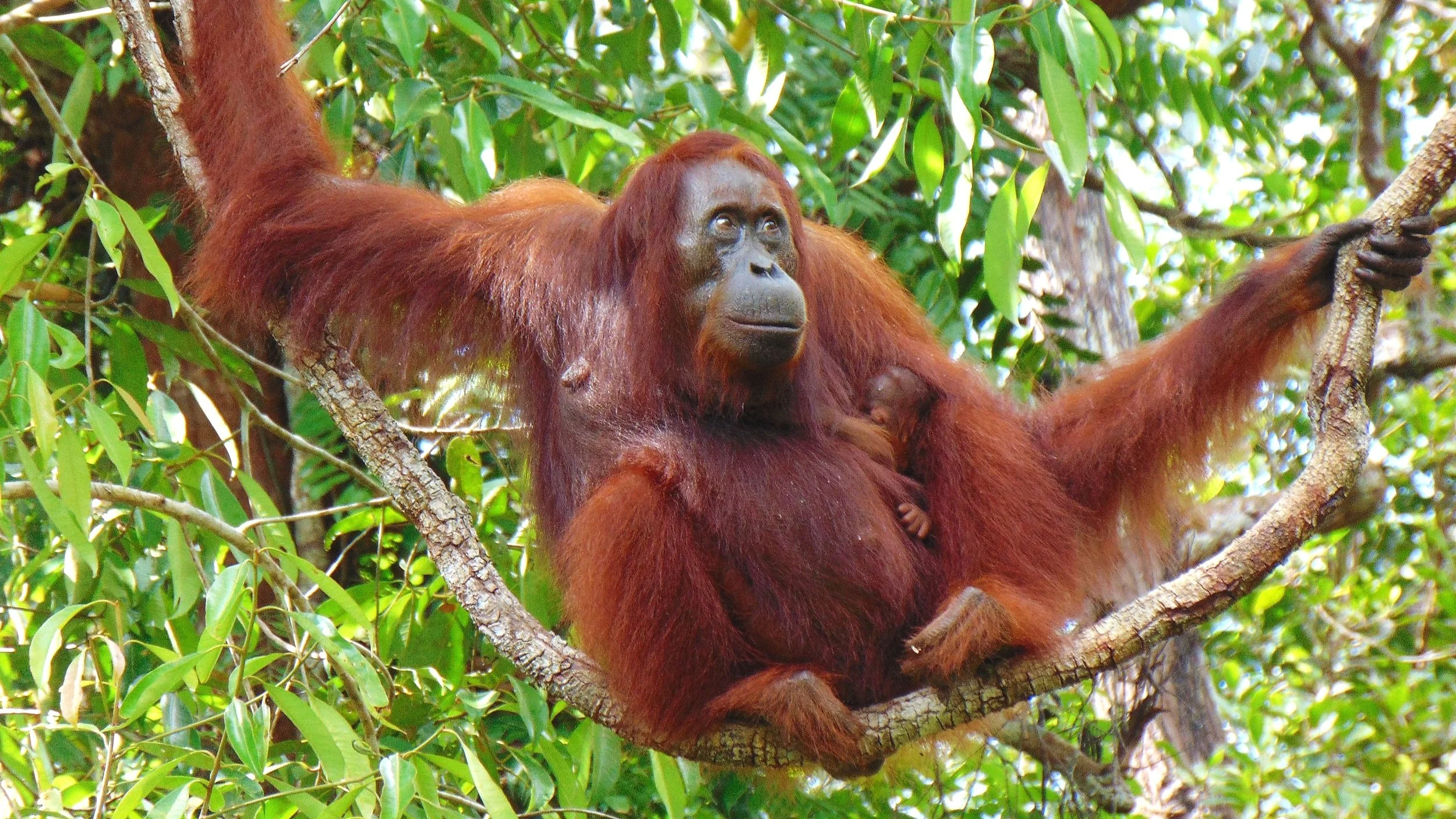 Orangutan Stories: New Year, New Life in the Forest!