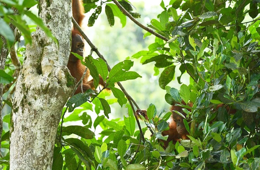 Orangutan Stories: Kotim &amp; Torup