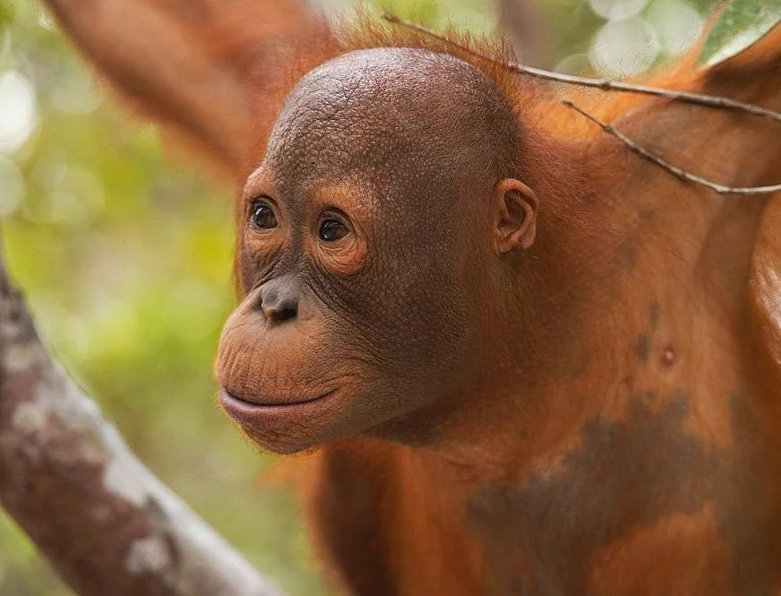 Orangutan Stories: Boy