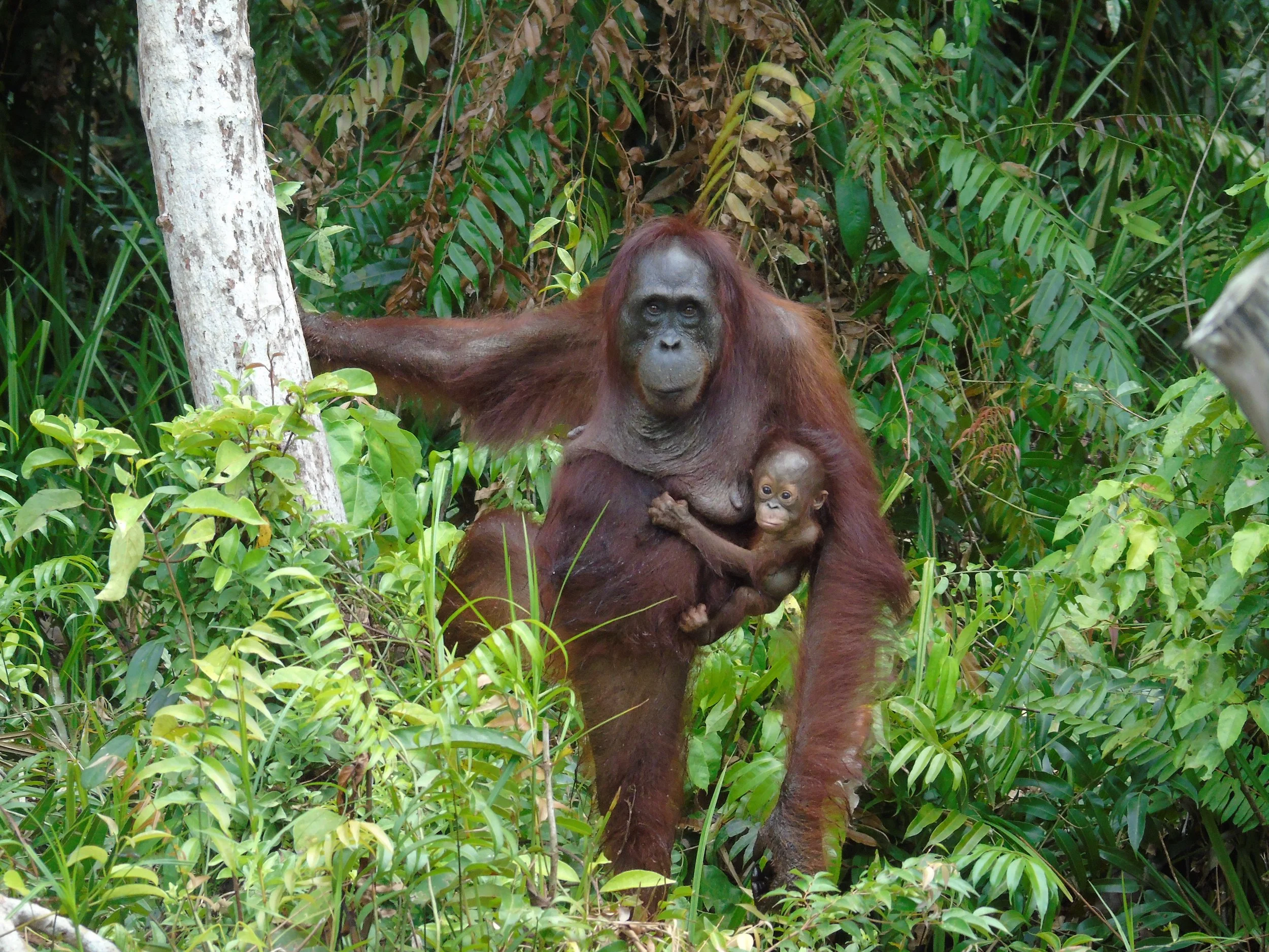 Orangutan Stories: Queen &amp; Quentin