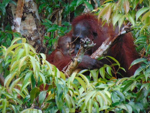 Orangutan Stories: Queen & Quentin — Orangutan Foundation