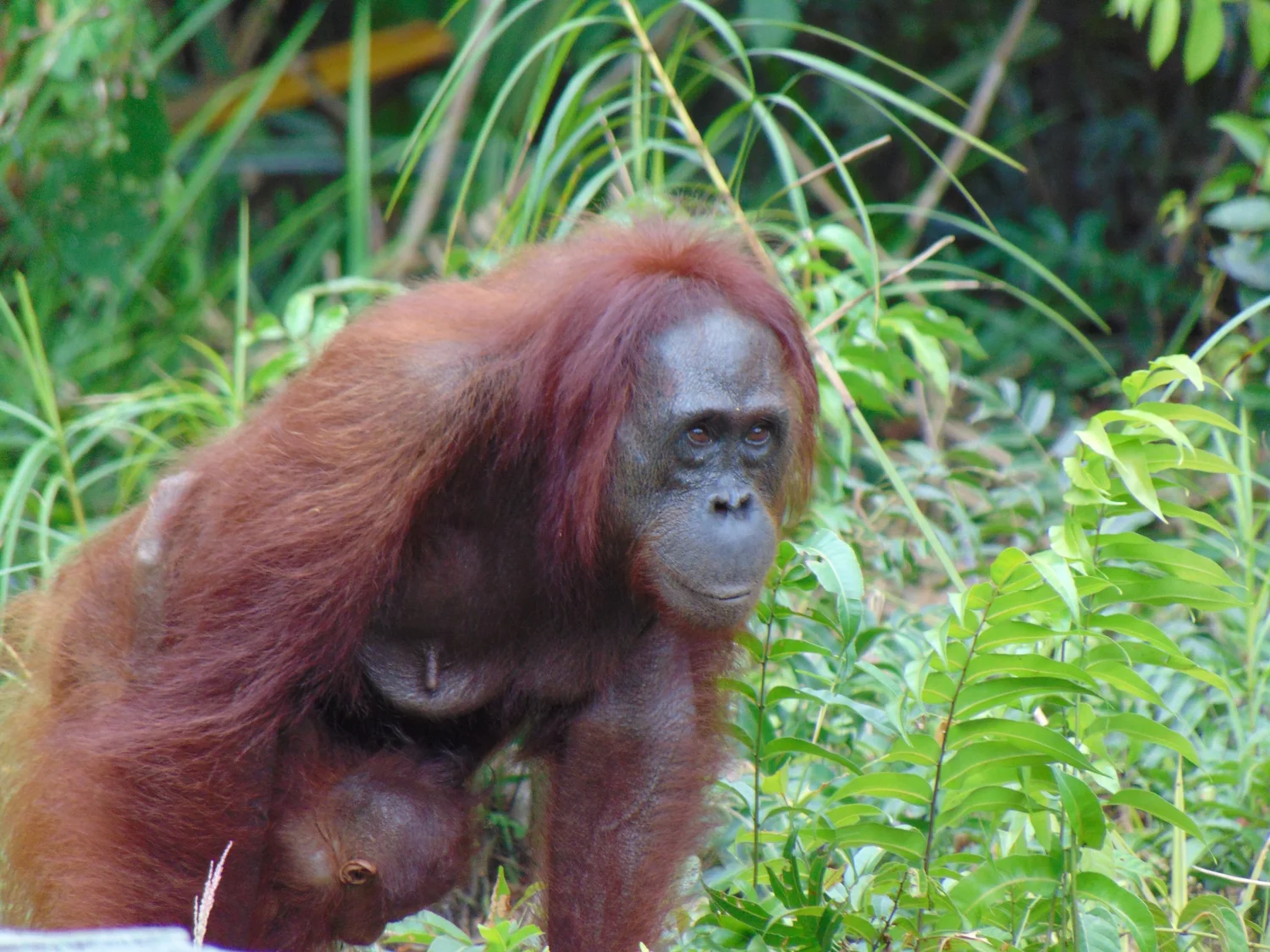 Orangutan Stories: Queen & Quentin — Orangutan Foundation
