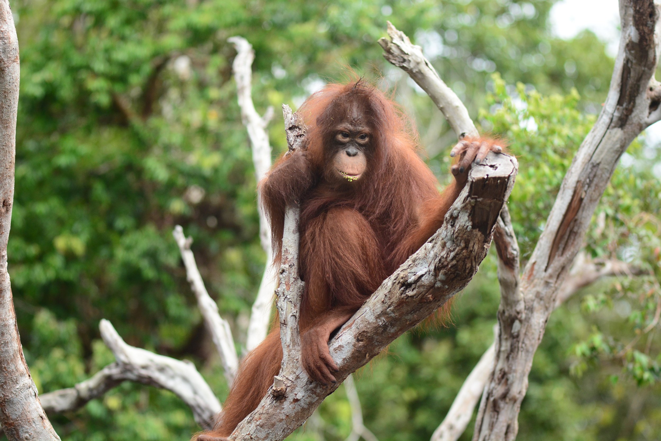 Orangutan, Adopt Me! Wiki