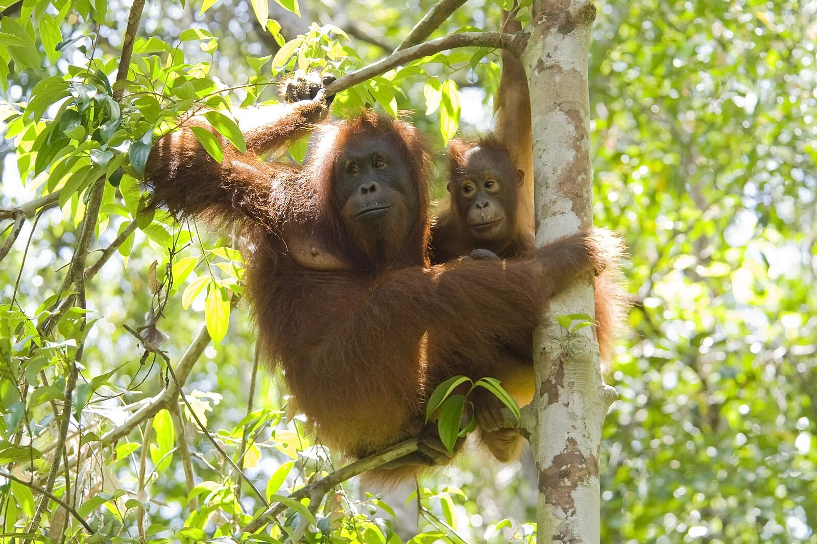 071009TanjungPuting-D700-90-Edit-2-medium.jpg