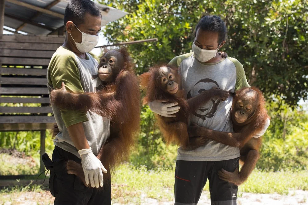 OrangutanFoundation staff with orphaned orangutans by Ian Wood.jpg