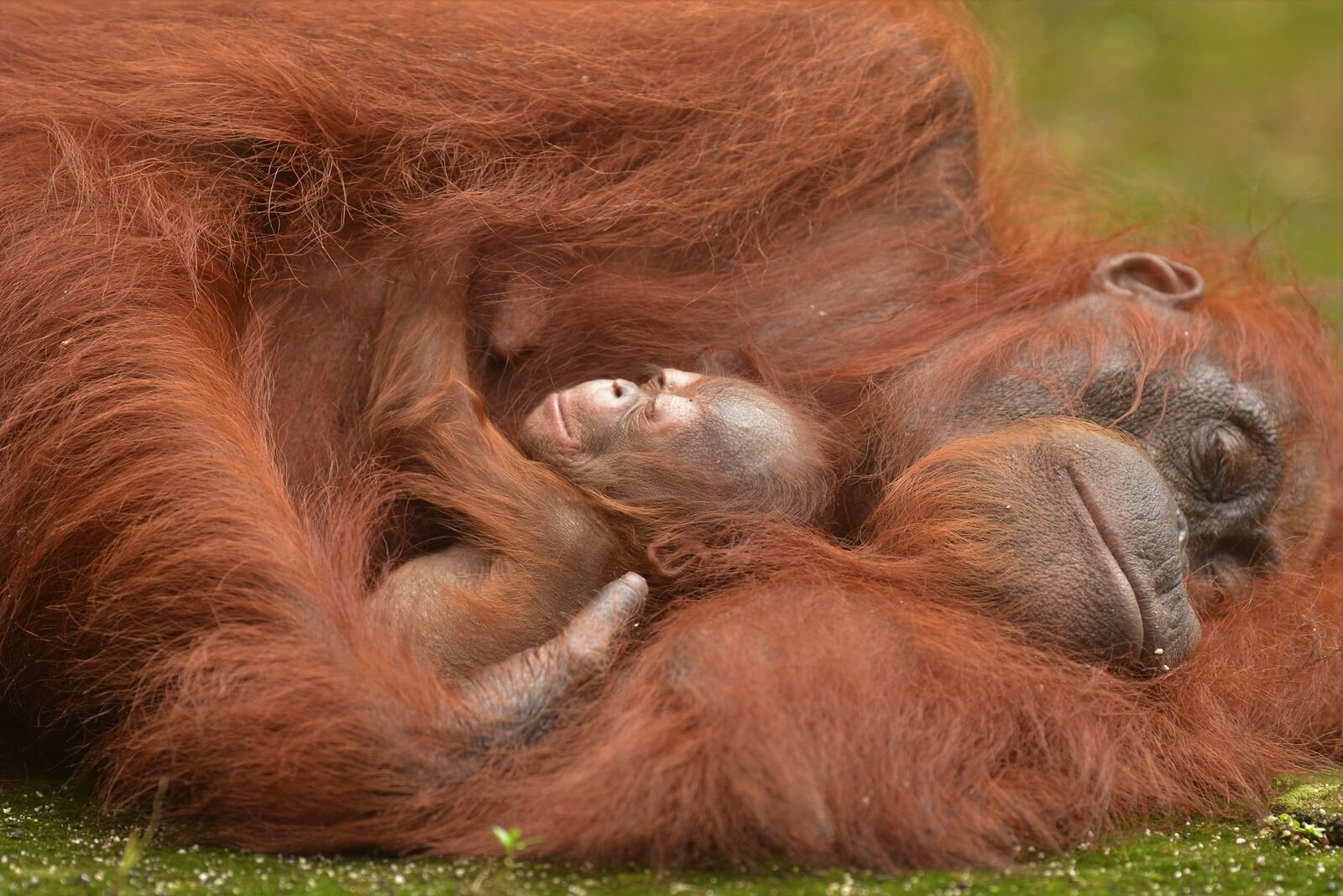 Acuy infant DSC_4250-medium.jpg
