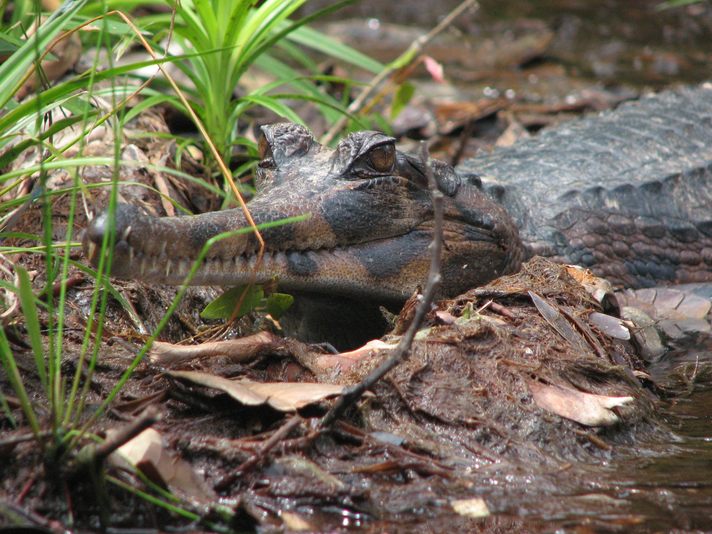 Tomistoma.JPG