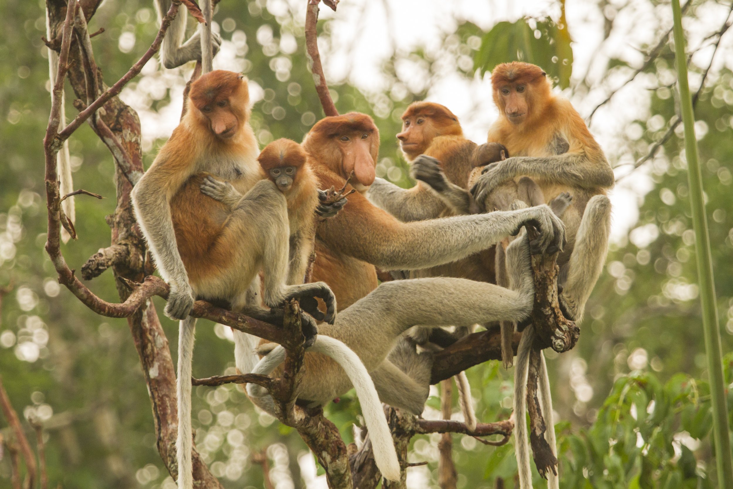 Proboscis monkeys_Credit Bain.jpg