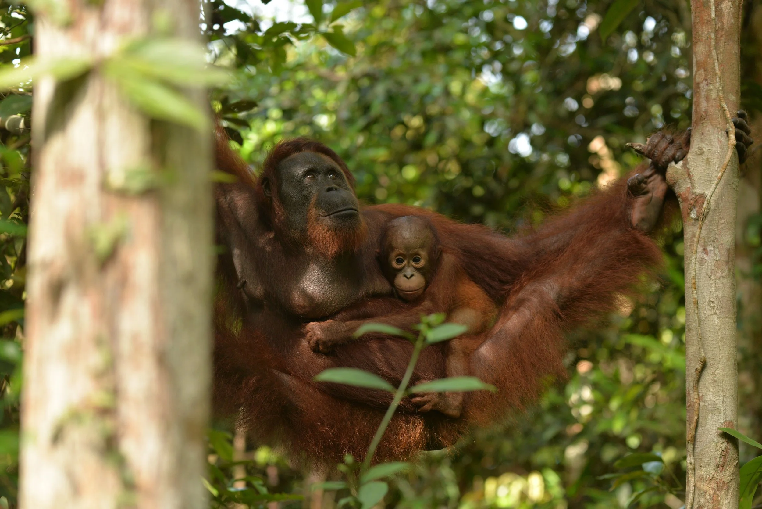 Orangutan Stories: Sheila and Silva