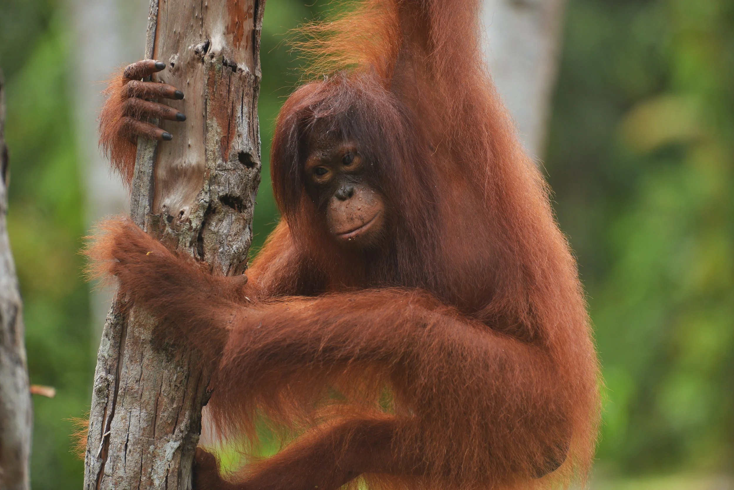 Orangutan Stories: Timtom’s Beautiful Hair