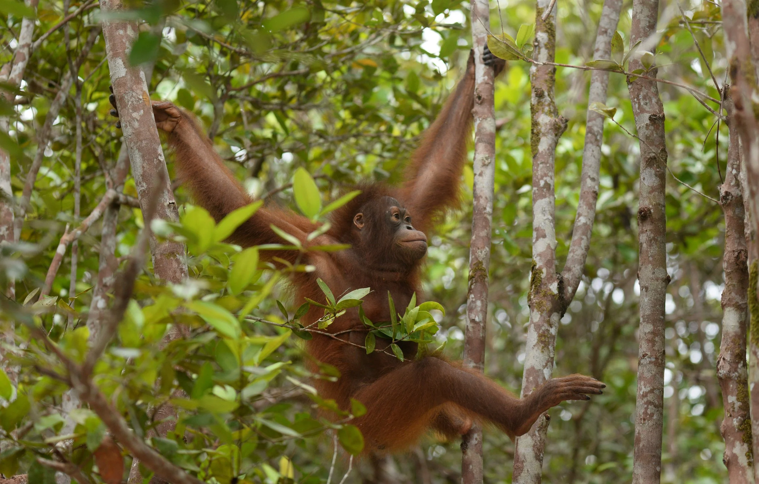 Orangutan Stories: Mona the Observer