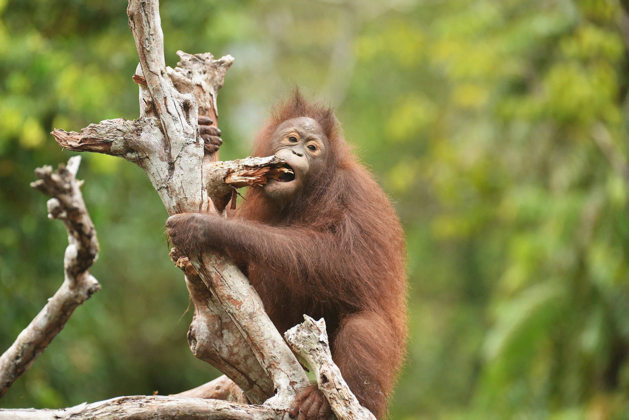 Orangutan Stories: Sinta the Curious Eater
