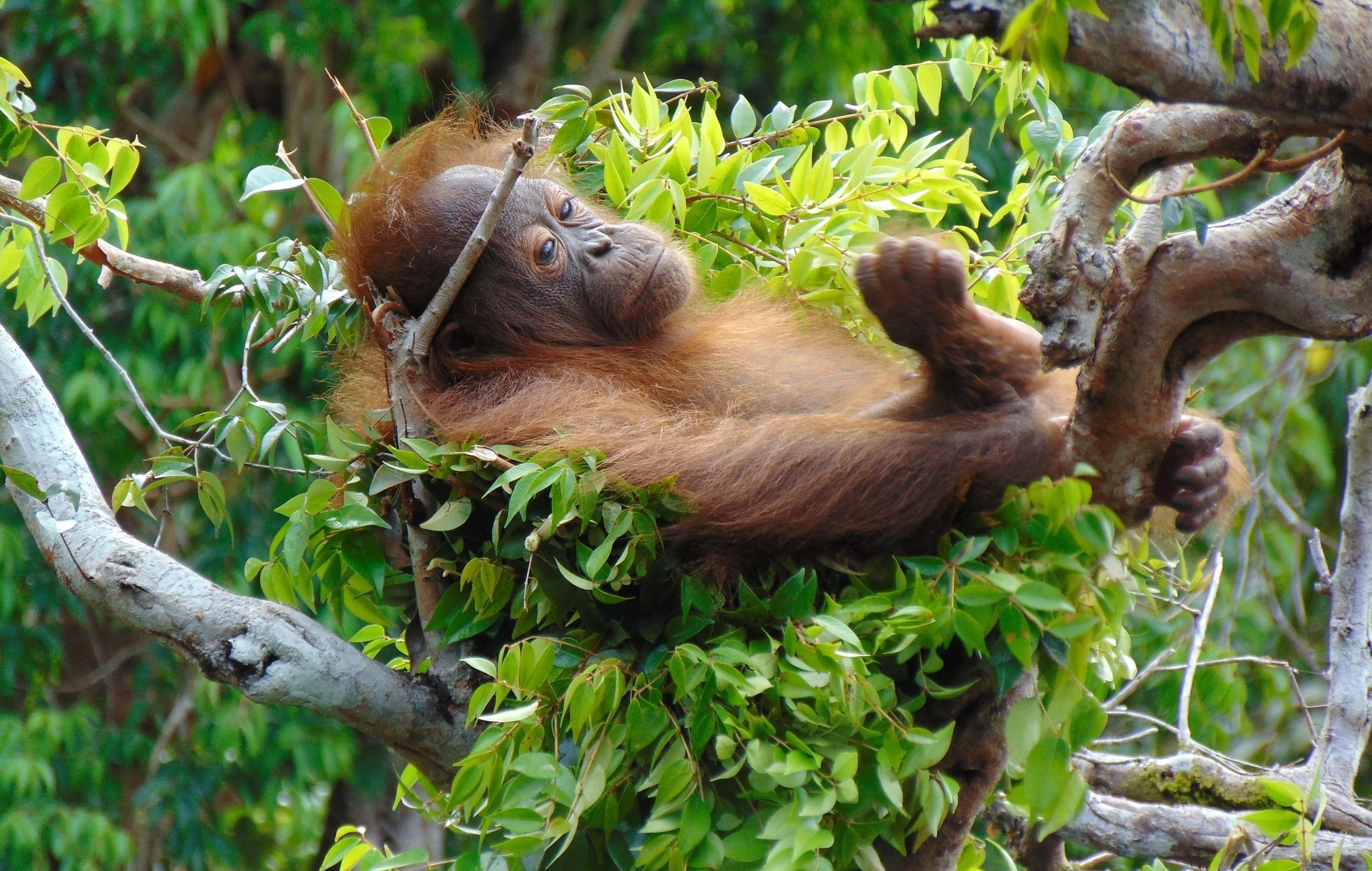 Orangutan Stories: The Art of Nest-Building
