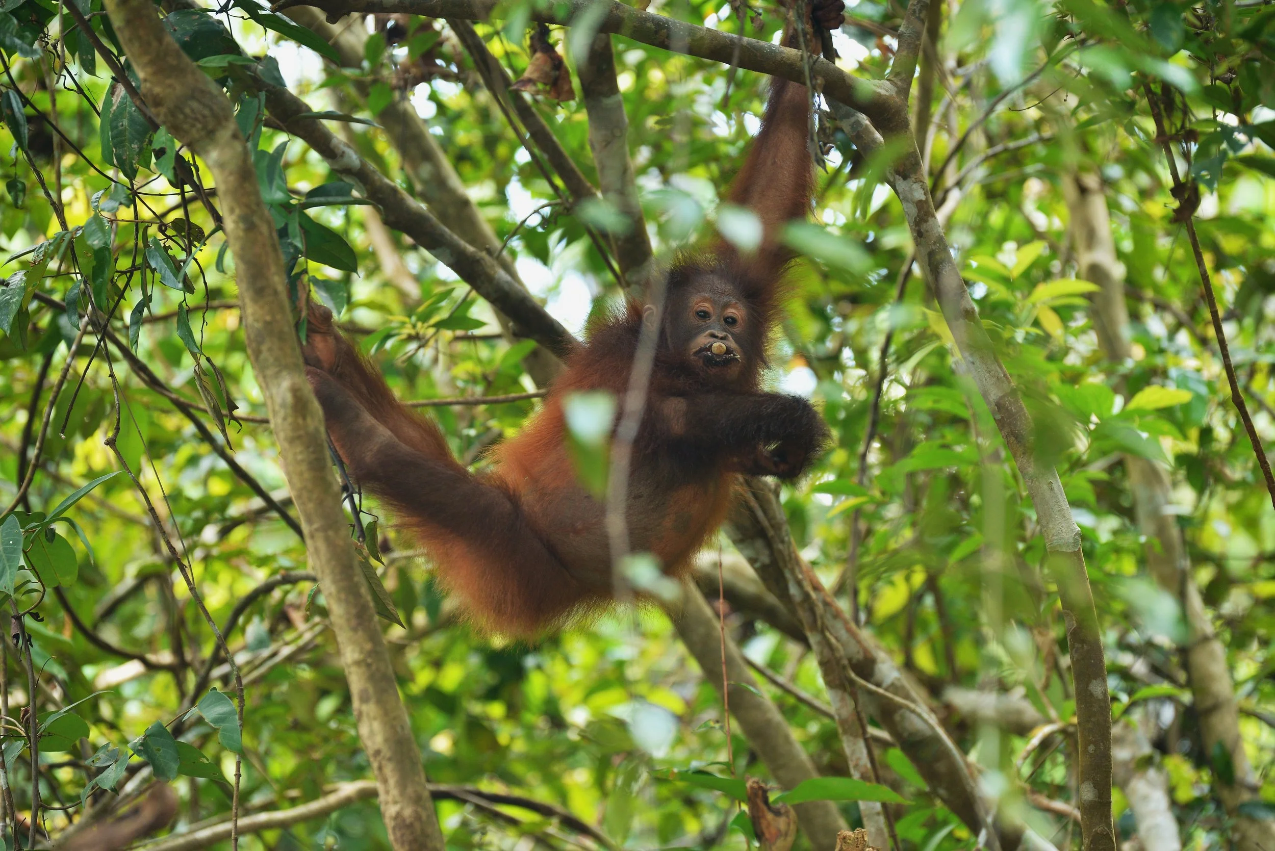 Orangutan Stories:  Exploring Food in the Forest
